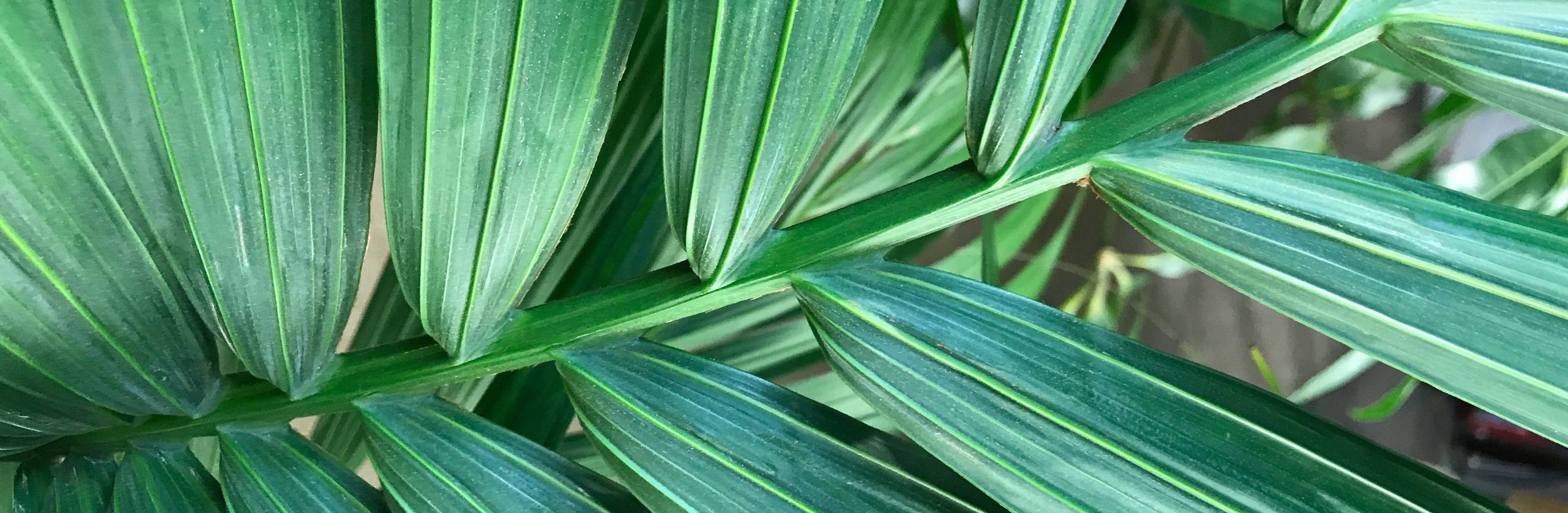 Kentia Palm Tropical Plant
