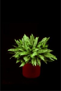 Aglaonema Silver Queen tropical plant