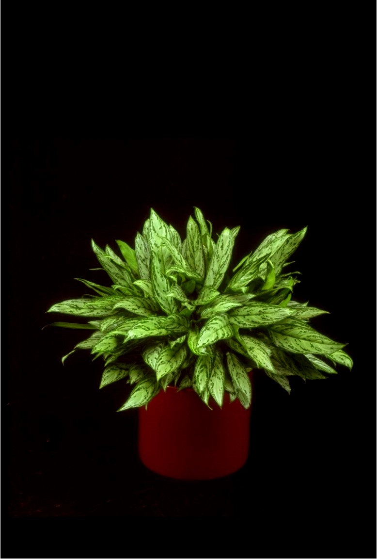 Aglaonema Silver Queen tropical plant