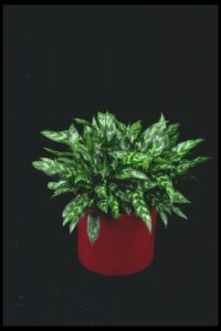 Aglaonema Emerald Beauty tropical plant