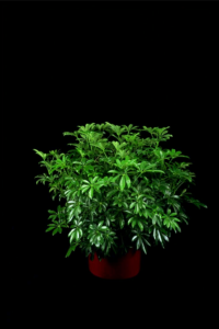 Arboricola Bush tropical plant