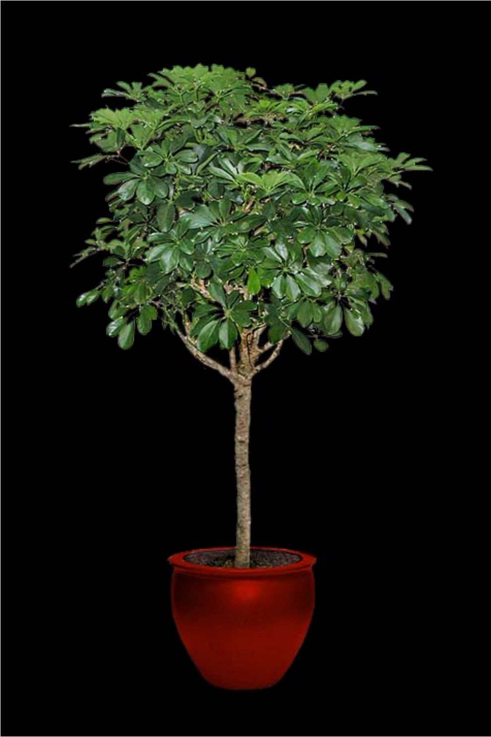 Arboricola Tree tropical plant