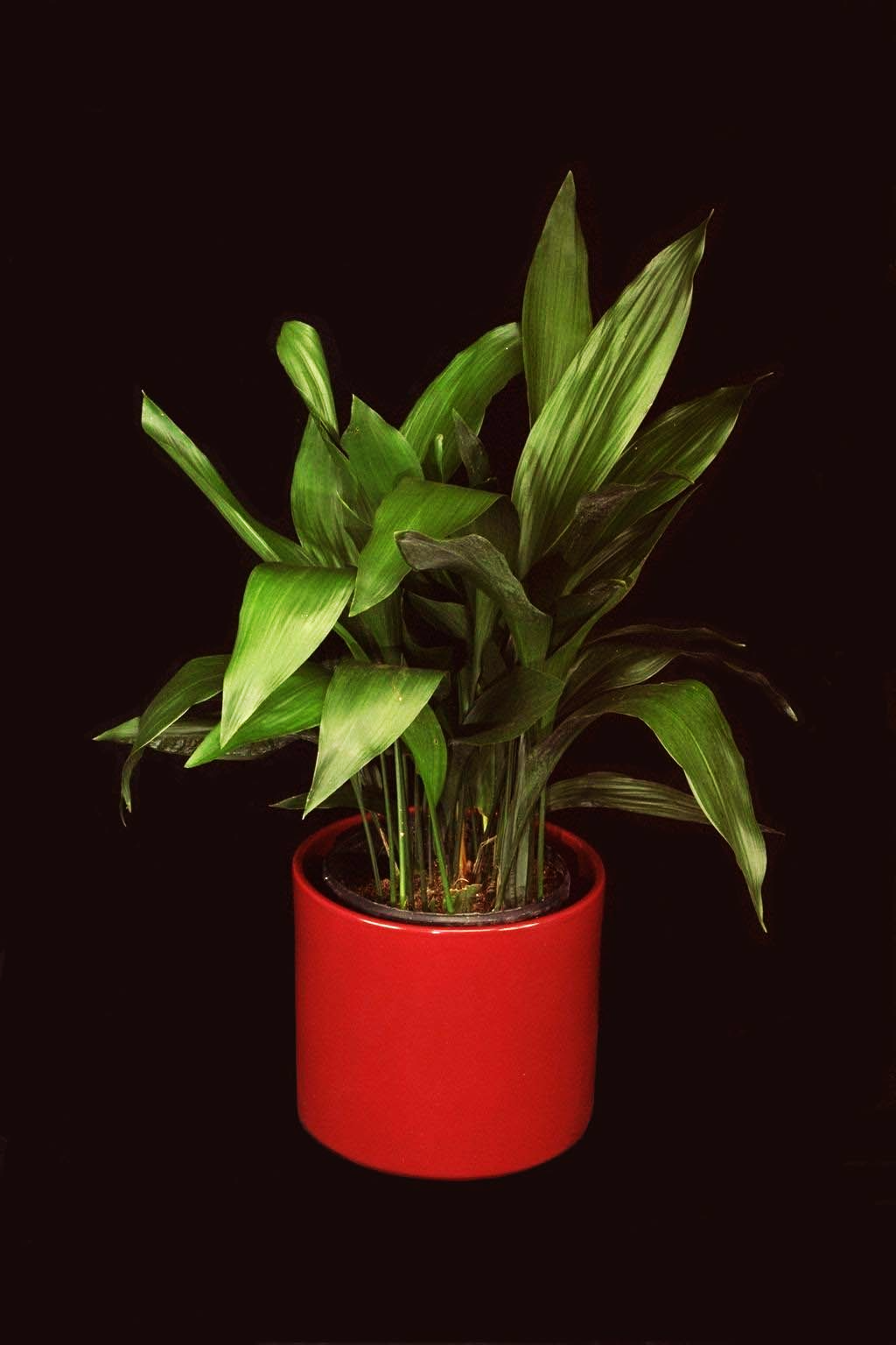 Aspidistra Elatior tropical plant