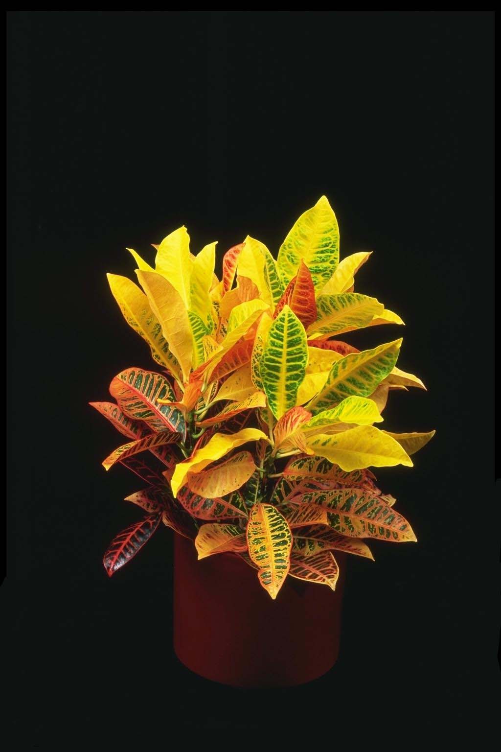 Croton tropical plant