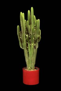 Euphorbia Acurensis tropical plant