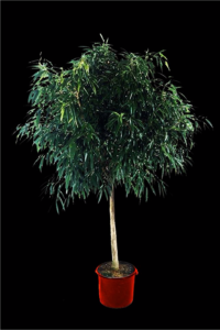 Ficus Alii tropical plant