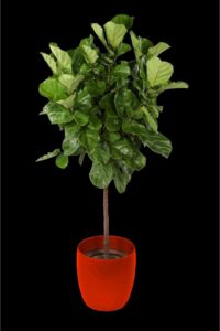 Ficus Lyrata tropical plant