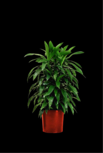 Janet Craig tropical plant