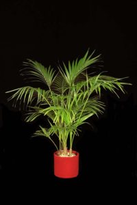 Kentia Palm tropical plant