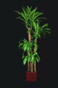 Lind Cane  tropical plant