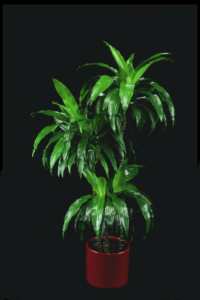Lisa Cane tropical plant