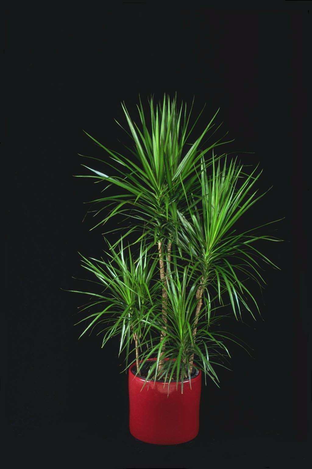 Marginata Cut tropical plant