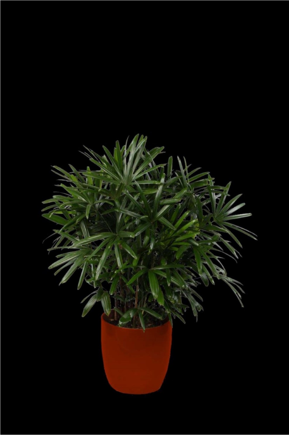 Rhapis Excelsa tropical plant