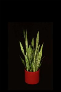 Sansevieria Zeylanica tropical plant