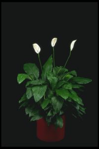 Spathiphyllum tropical plant
