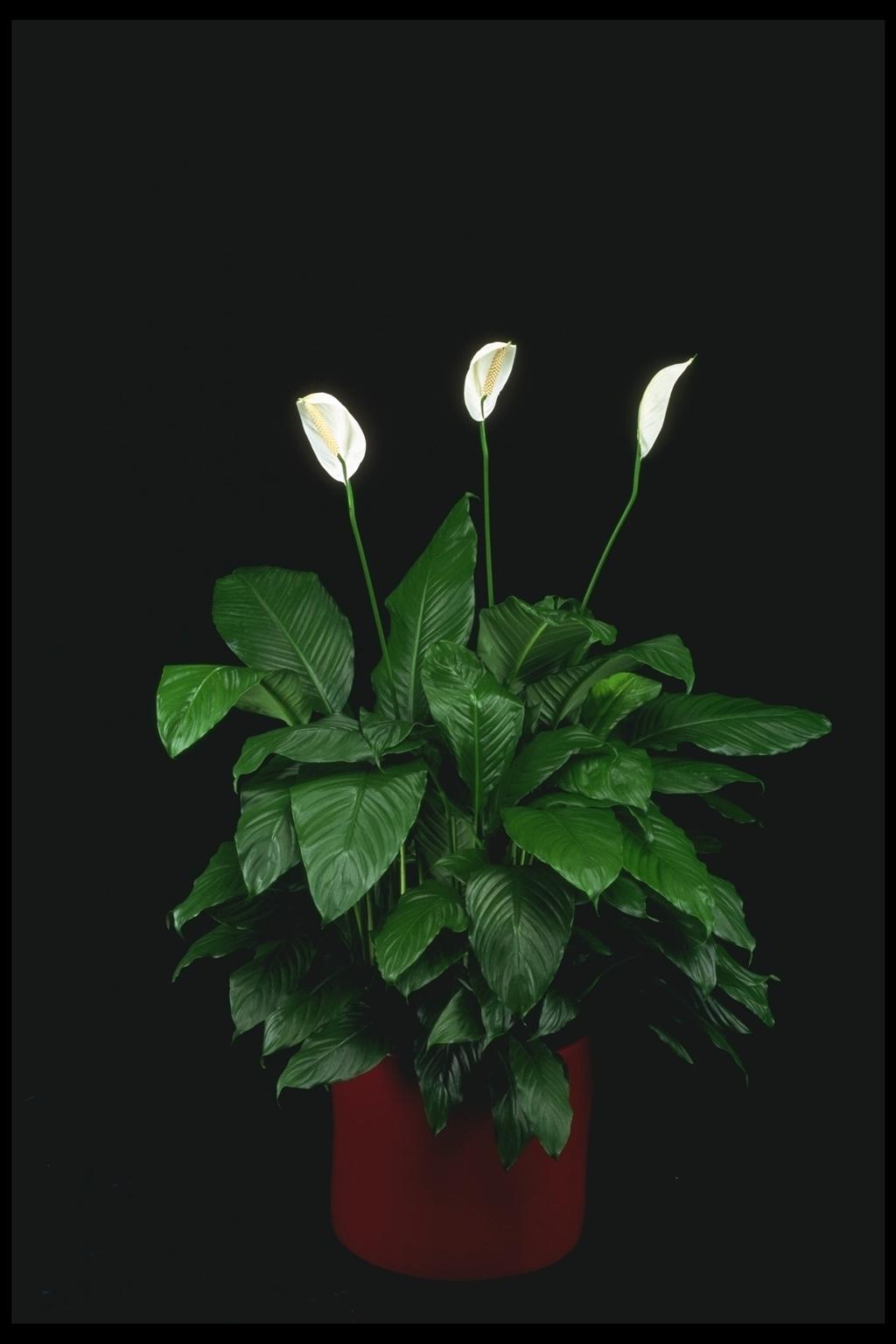 Spathiphyllum tropical plant