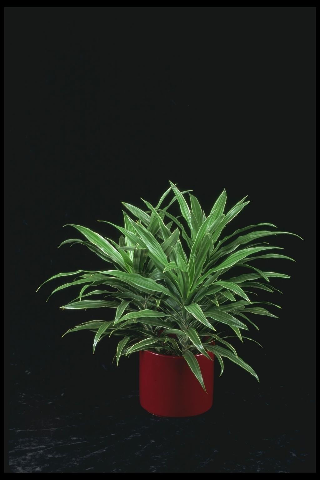Warneckii tropical plant