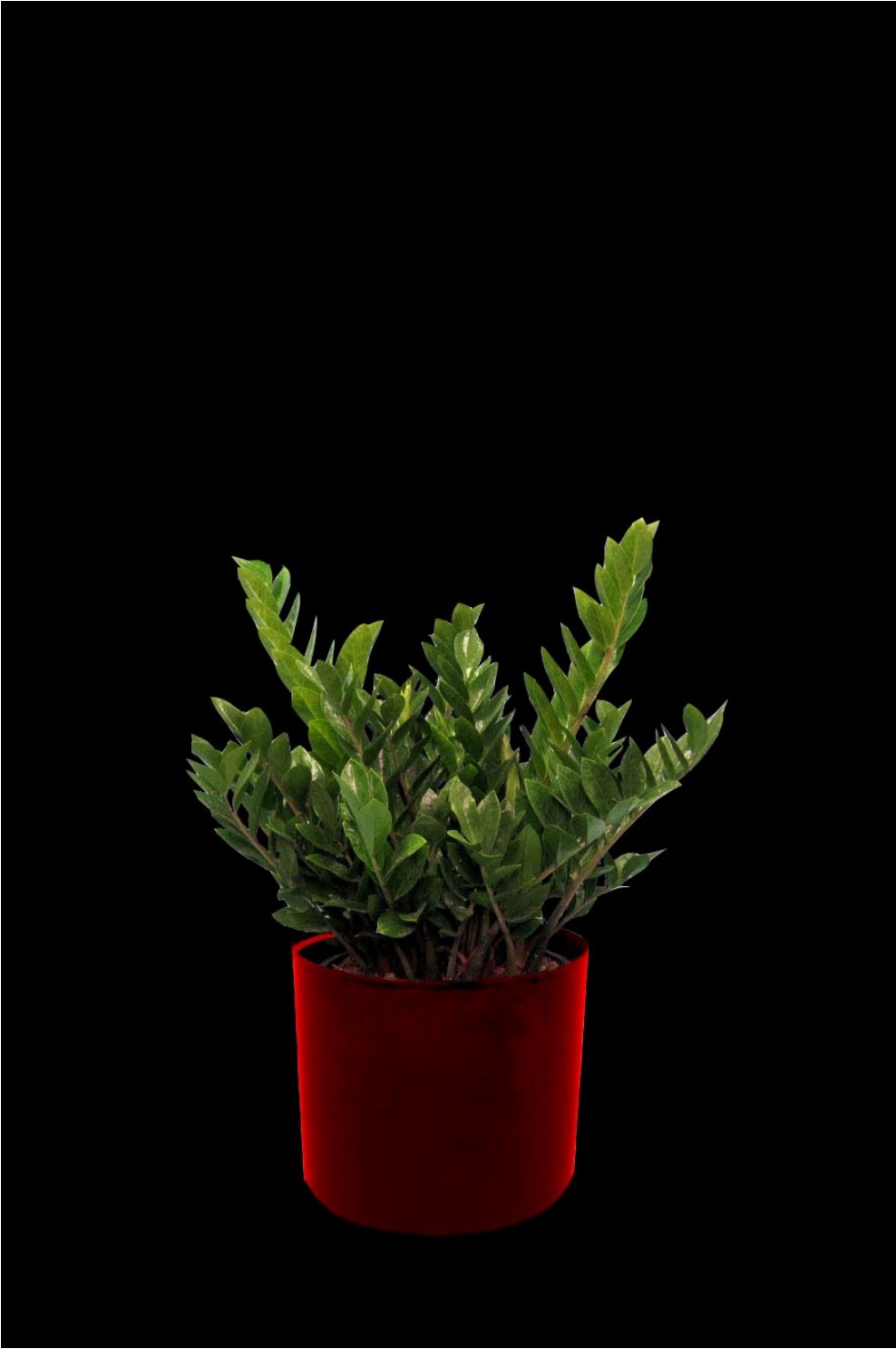 Zami Zamiifolia tropical plant