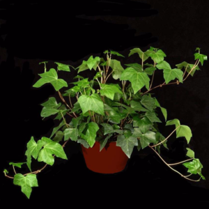 Algerian Ivy tropical table top plant