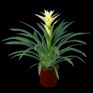 Bromeliad tropical table top plant