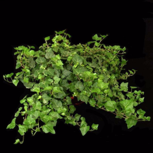 English Ivy table top plant