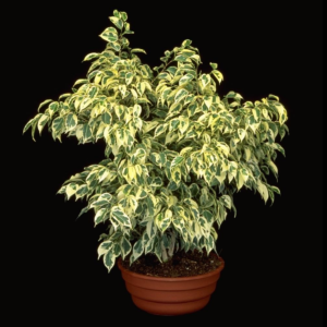 Ficus Varigated tropical table top plant