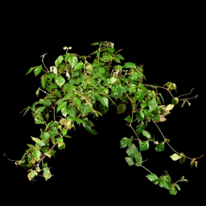 Grape Ivy tropical table top plant