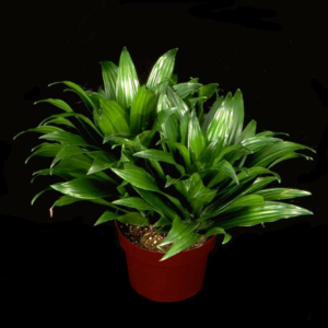 Green Jewel tropical table top plant