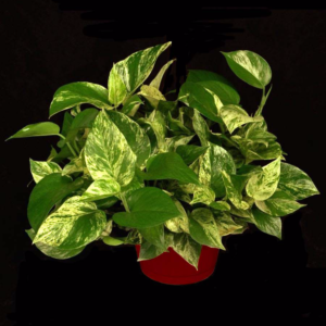 Marble Pothos tropical table top plant