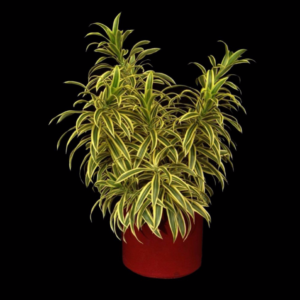 Reflexa Song of India tropical table top plant