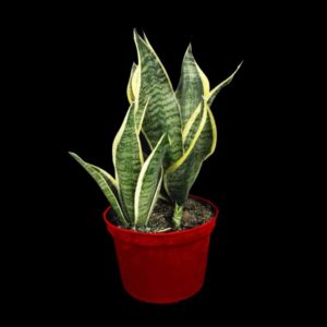 Sansevieria Futura tropical table top plant