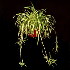 Spider Plant tropical table top plant