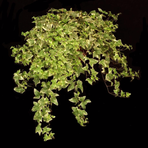 Varigated English Ivy tropical table top plant